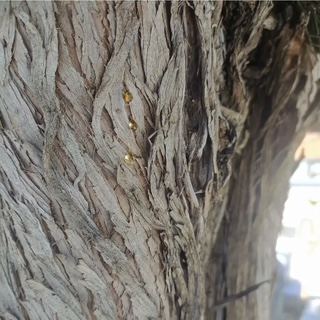 LA TIERRA SIGUE HÚMEDA Y ESTÁN NACIENDO LIRIOS, PAPÁ